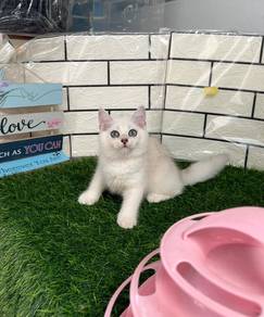 Pure BSH kitten