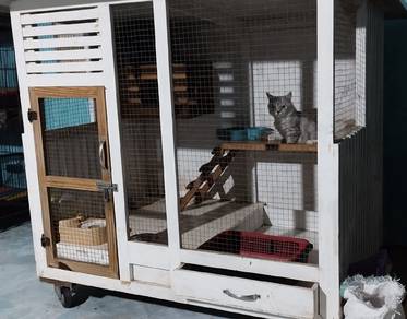 sangkar kucing