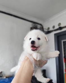Quality Japanese Spitz puppy