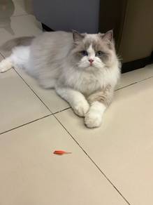 new face ragdoll blue bicolour