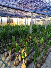 Benih kelapa tacunan / sgg cn16