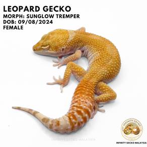 Leopard Gecko Malaysia Sunglow Tremper JB 