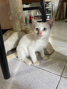 Flame point siamese (redpoint)