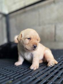 cream colour Labrador..