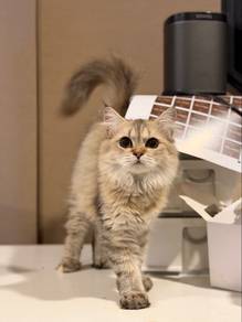 British Longhair