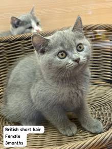 Bsh Blue Female