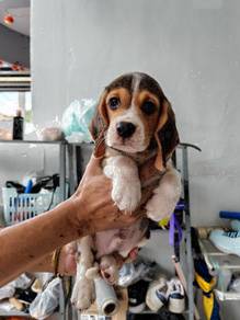 Beagle mka cert female puppy