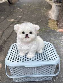 Mini Bichon -Girl 