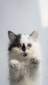 Kucing Parsi