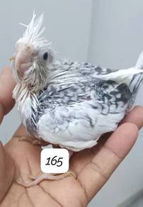 burung putih 