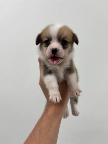 Corgi (MALE 2)