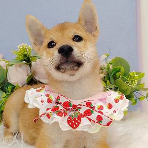 Shiba