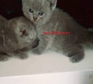 kitten 