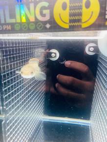 ikan Channa Limbata tempatan betina_01
