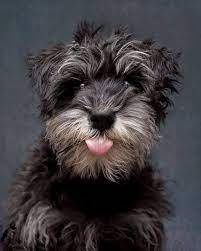 Schnauzer