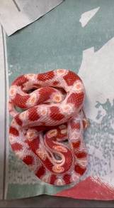 Corn Snake 