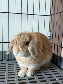 Short Ear Rabbit, Male, 1 Year Old, Super Active