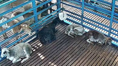 anak biri-biri damara untuk dijual