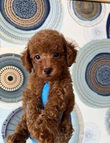 Poodle