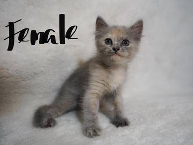 British shorthair mix persian cat