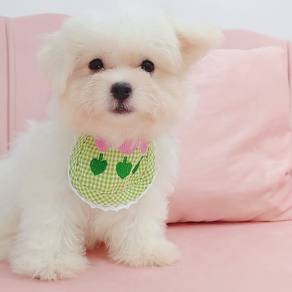 Maltipoo
