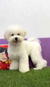 Bichon frise puppy