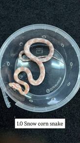 Baby cornsnake snow