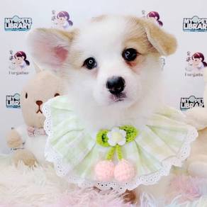 Welsh Corgi
