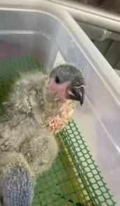 Burung lorikeet Hand feed Siap lesen
