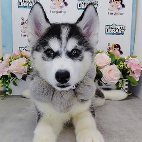 Wooly Husky