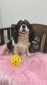 Adult Cavalier King Charles Spaniel (Male)