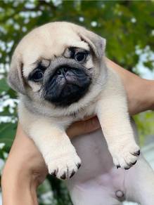 Pug