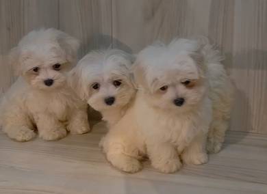 Maltese Puppies 