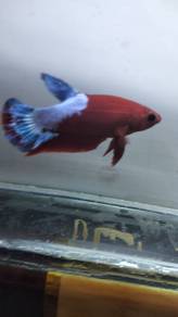 ikan laga betta 