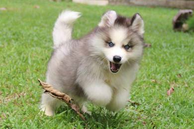 Wooly Husky