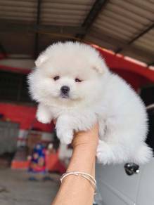 Pomeranian