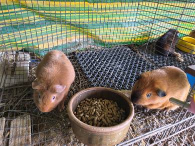 arbok guine pig