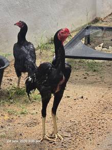 ayam aseel pure breed 