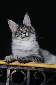 Silver Tabby Maine Coon