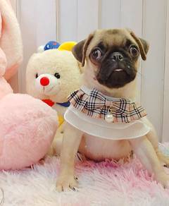 Pug