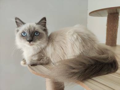 Ragdoll Blue Colorpoint CFA Purebreed 