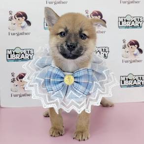 Shiba Inu