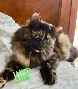 DLH cat to rehome