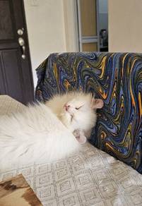 American curl 