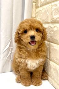 G31 Cute Poodle Dog