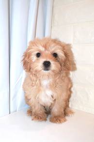 J0203 Maltipoo Teddy Bear Curly Coat Puppy