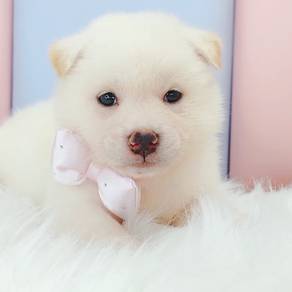 Shiba Inu