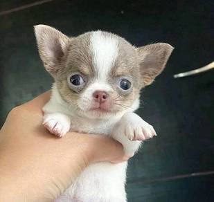 apple head Chihuahua e