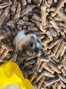 winter white hamster for sale