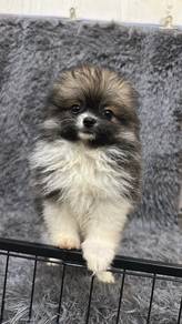 Pure Breed Parti Pomeranian (F) 纯种花色博美 女生